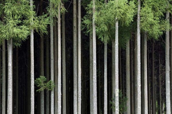 Flaherty, Dennis 아티스트의 Japan, Nara, Soni Plateau Cedar tree grove작품입니다.